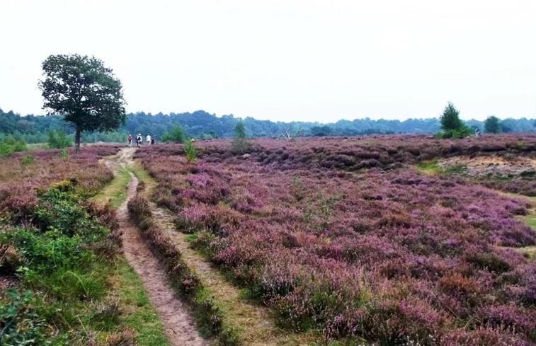 Luxe Natuurhuisje Met Jacuzzi En Haard In Drenthe, Echten Echten  Exterior foto