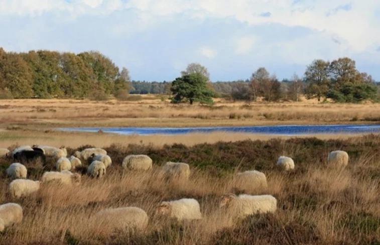 Luxe Natuurhuisje Met Jacuzzi En Haard In Drenthe, Echten Echten  Exterior foto